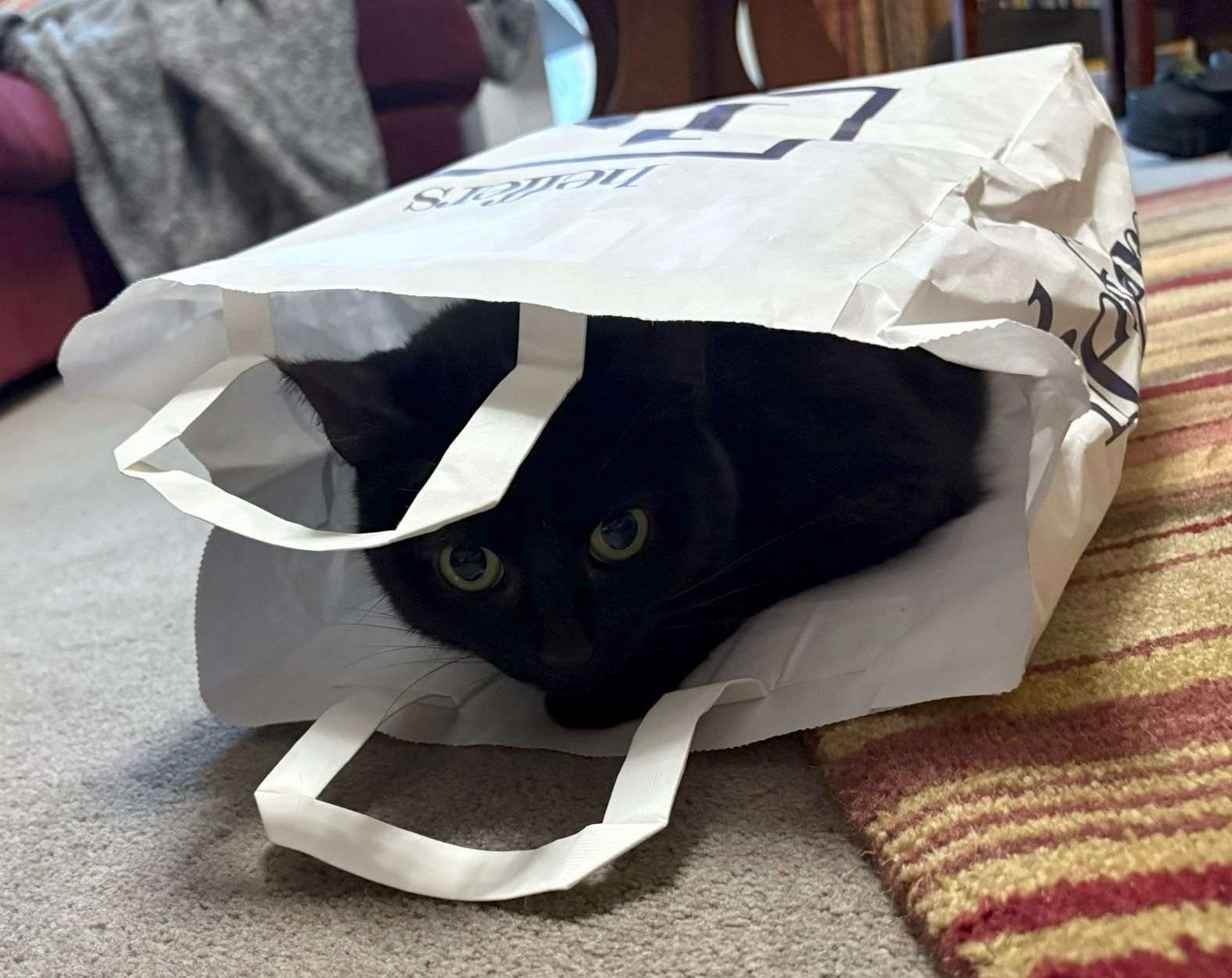 The cat’s out of the bag